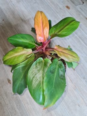 philodendron sunlight hybrid