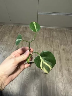 Philodendron Rio