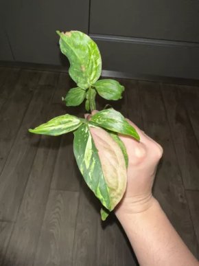 Syngonium red spot tricolor