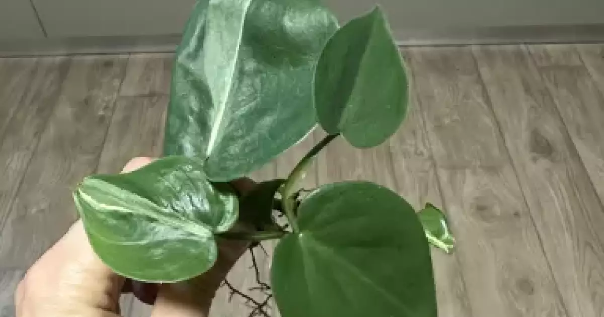 Philodendron Rio Rotten Philodendron rio | Aukce rostlin