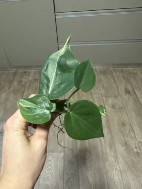 Philodendron rio