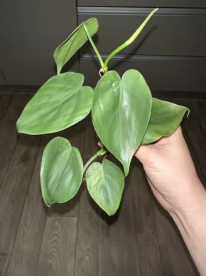 Philodendron scandens variegata revert