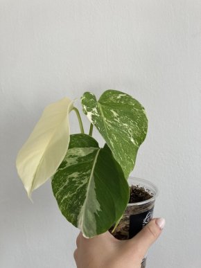 Monstera albo variegata