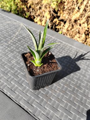 Malá rostlinka ananasu