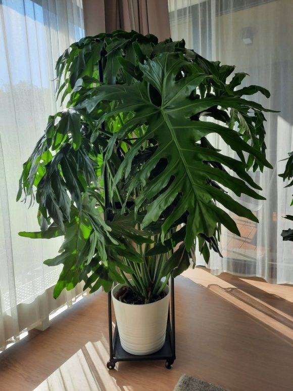 Philodendron 1.jpg