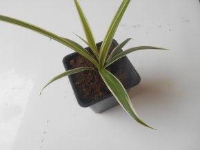 Zelenec, Chlorophytum comosum