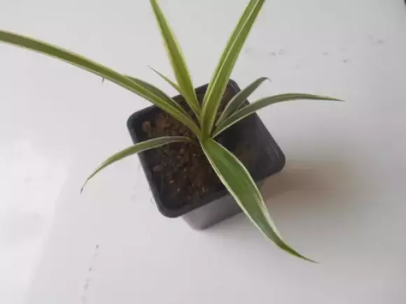 DSCN1590.webp