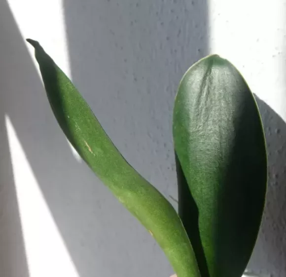 aff. subspicata 1.webp