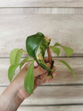 🌿🌿 Philodendron Malay Gold, Philodendron Domesticum Variegata 🌿🌿