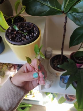 Philodendron red emerald