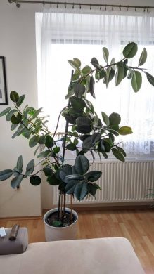 Prodám Ficus elastica (Fíkovník pryžodárný)