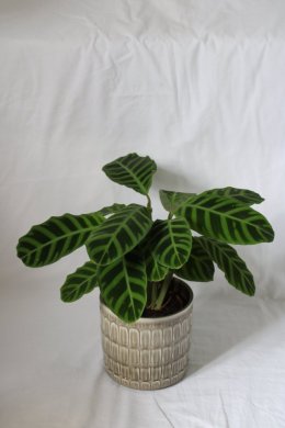 Calathea Zebrina