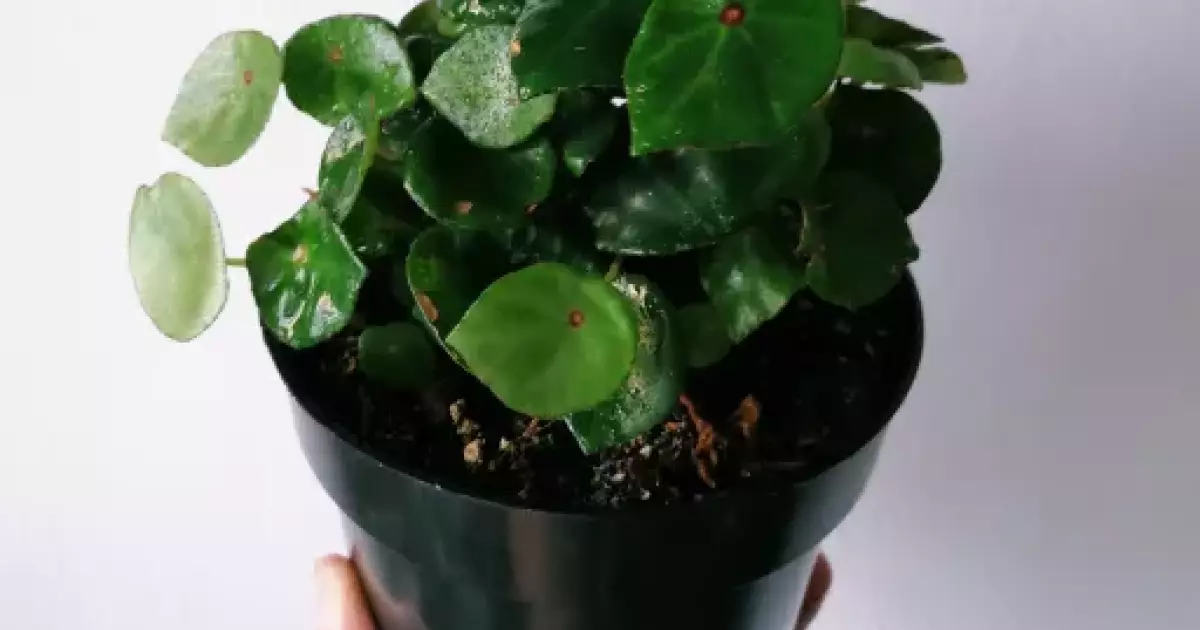 Begonia Conchifolia Red Ruby | Aukce rostlin
