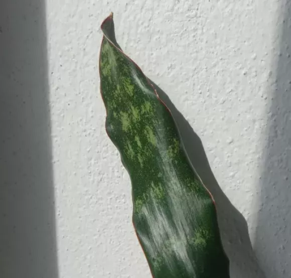 kirkii pulchra.webp