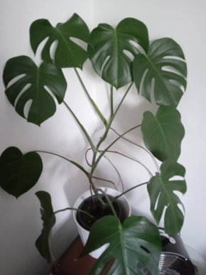 Monstera deliciosa velká