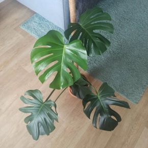 Monstera