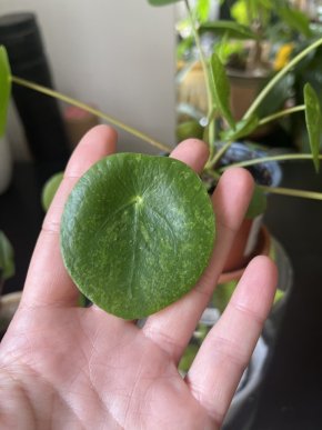 Pilea peperomioides “mojito”