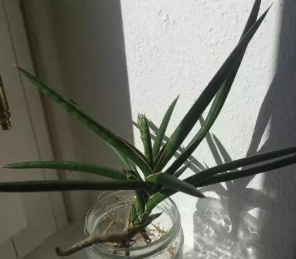 gracilis.webp