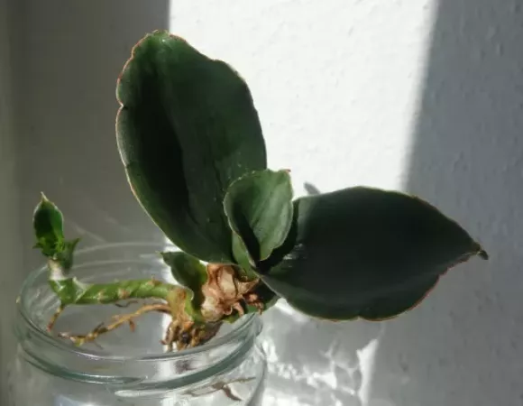 star rose 1.webp