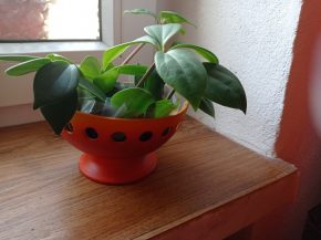 Peperomia pecuniifolia