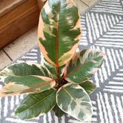 IMG_20220723_193937.jpg