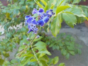 Duranta repens
