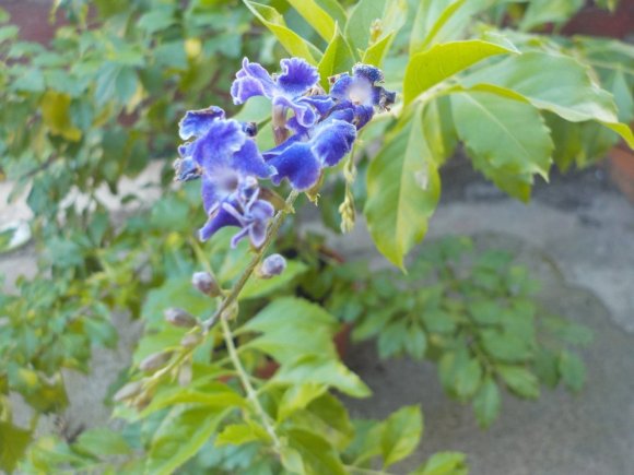 DSCN6048.JPG