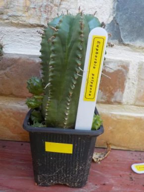 Sukulent Euphobia polygona