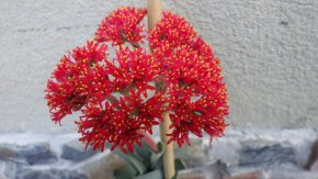 Crassula