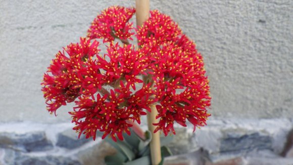Crassula falcata květ.JPG