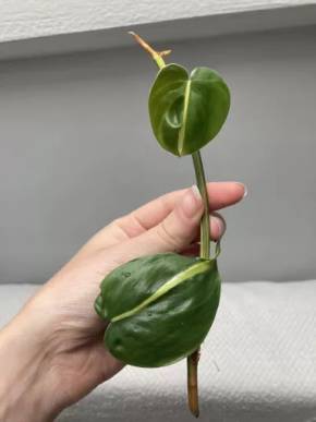 Philodendron Cream Splash vrchol o 2 listech