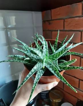 Aloe White Fox