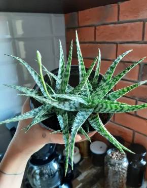 Aloe White Fox