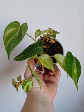 Philodendron hederaceum 'brasil'