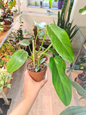 Philodendron T27