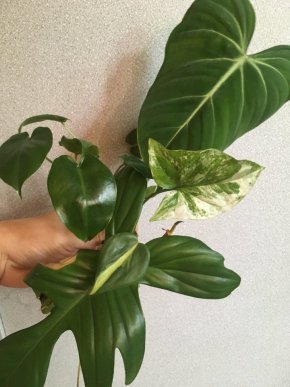 Mega set 7 aroidov - filodendron / syngonium / monstera