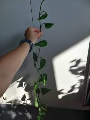 Epipremnum aureum Shangri-La - řízek