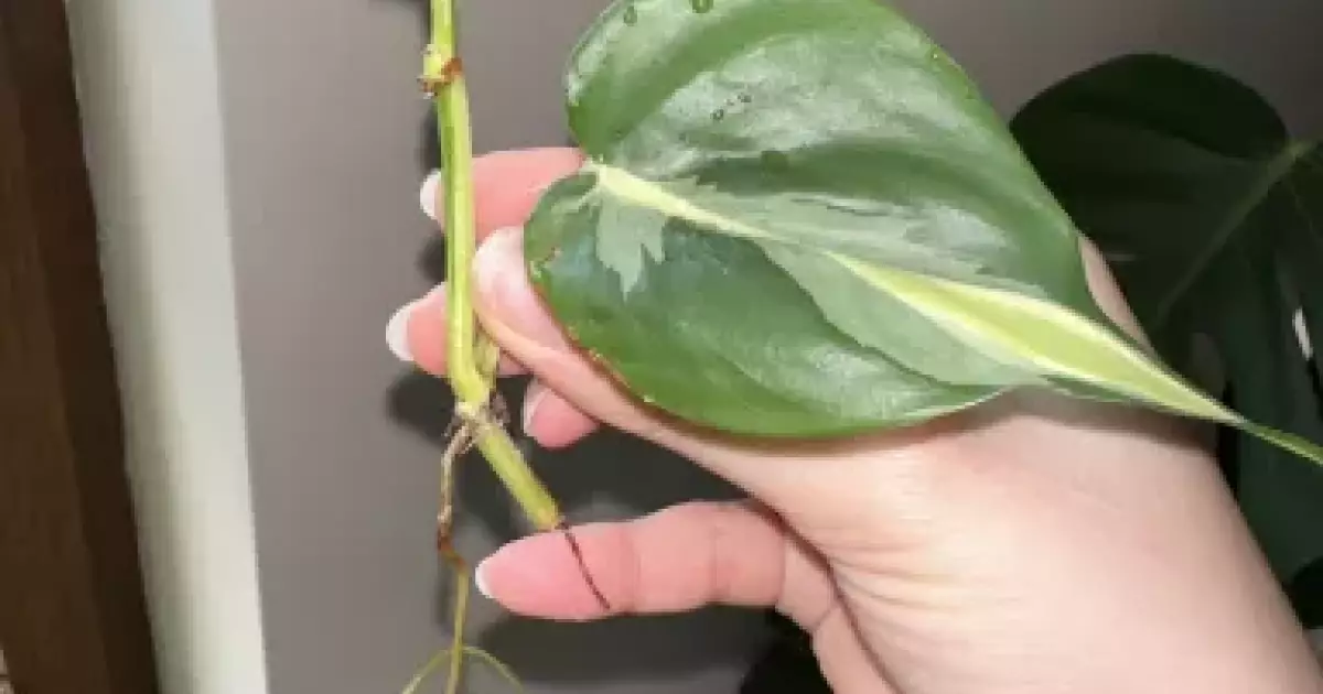 Philodendron Rio Rotten Philodendron rio | Aukce rostlin