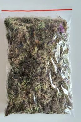 Mech Sphagnum