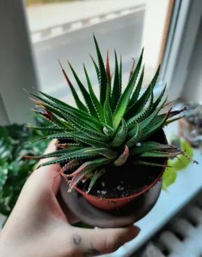 Haworthia attenuata