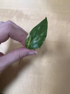 Epipremnum pinnatum albo variegeta řízek VÝPRODEJ