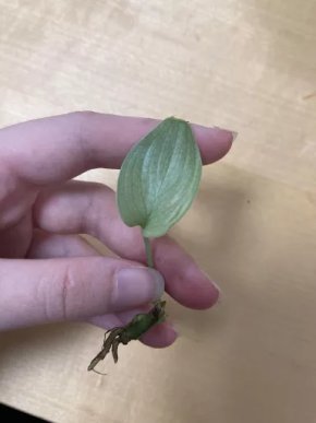Scindapsus Silver Hero / Platinum mini řízek VÝPRODEJ