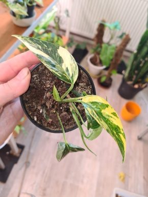 Epipremnum pinnatum albo