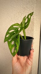 IMG_5749.jpeg