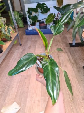 philodendron mexicanum