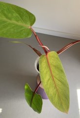 IMG_4854.jpeg