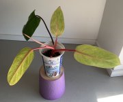 IMG_4868.jpeg