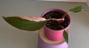 IMG_4890.jpeg