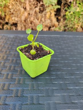 Baby rostlinka Pilea