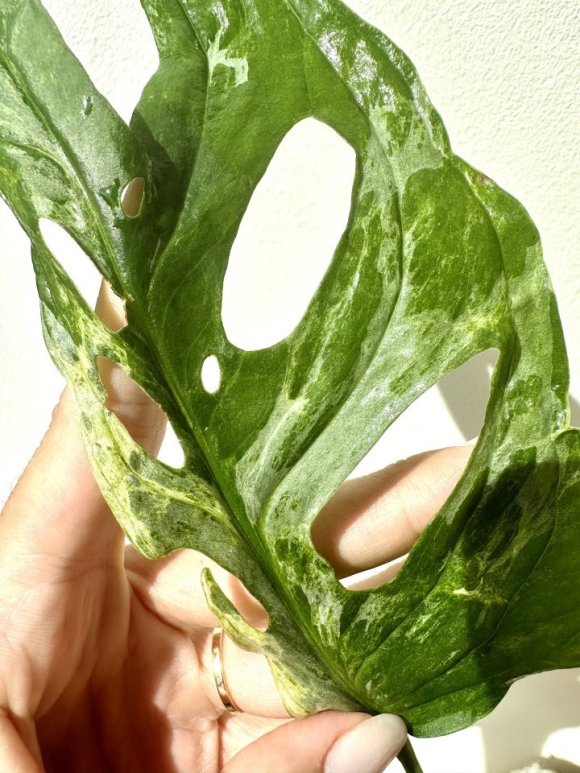 monstera xl Monstera Deliciosa by Plant Circle – XL main image 0